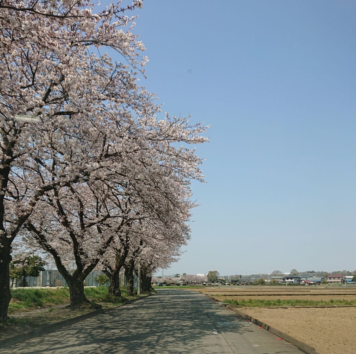 お花見に🚲行きました