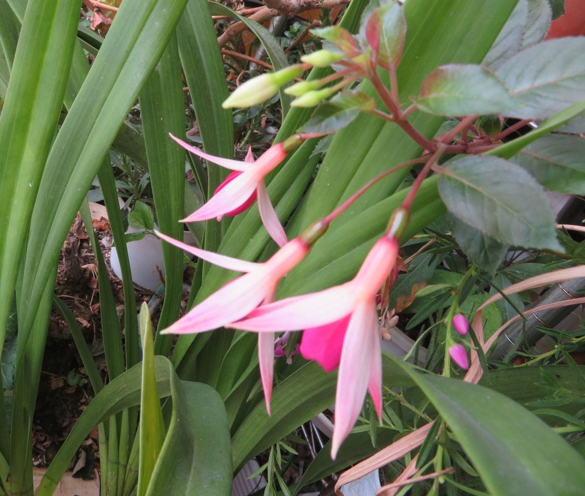 室内の花