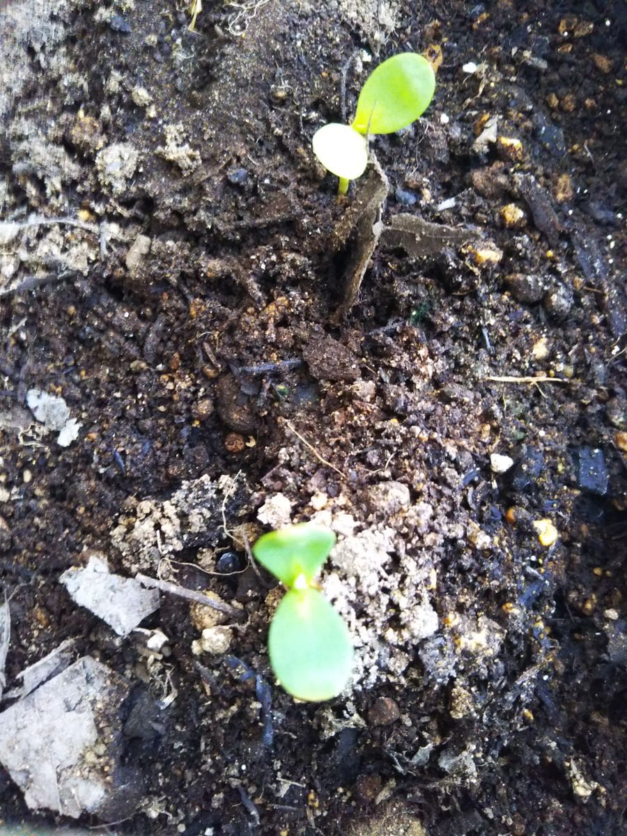 初雪草の零れ種～🌱🌱