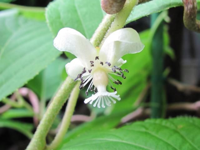 今日の花です