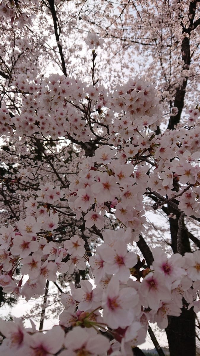 安産祈願と59回目の結婚記念日㊗️