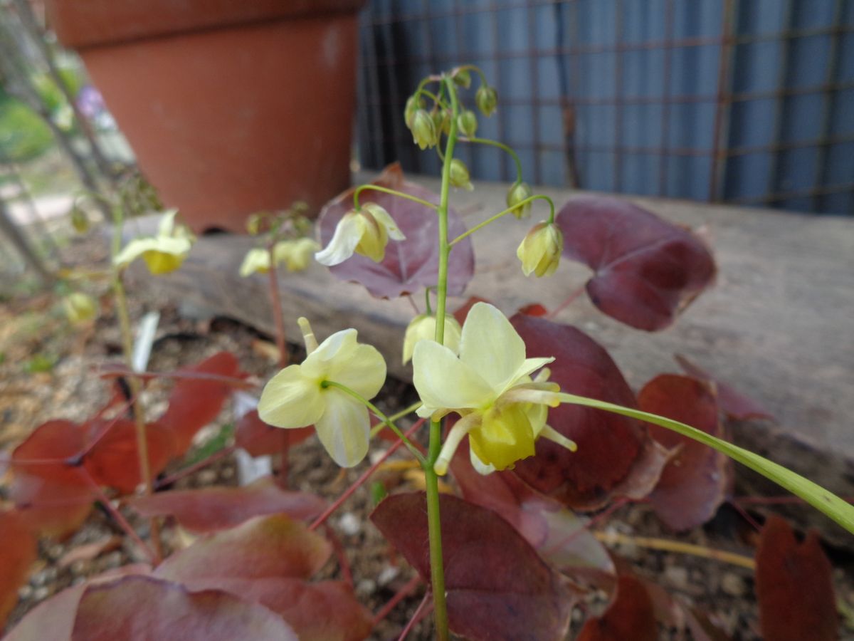 いろいろなお花たち