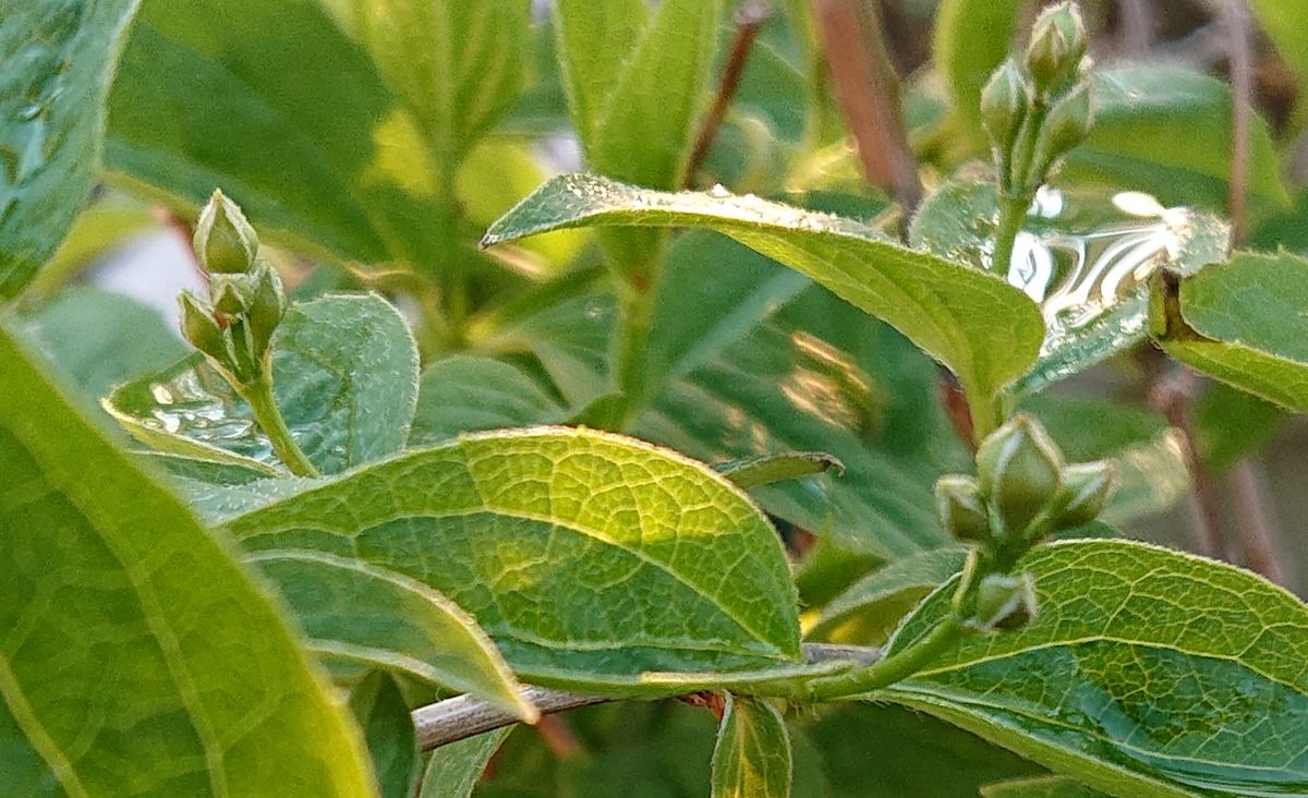 ナツメの芽が出ませんが、、、