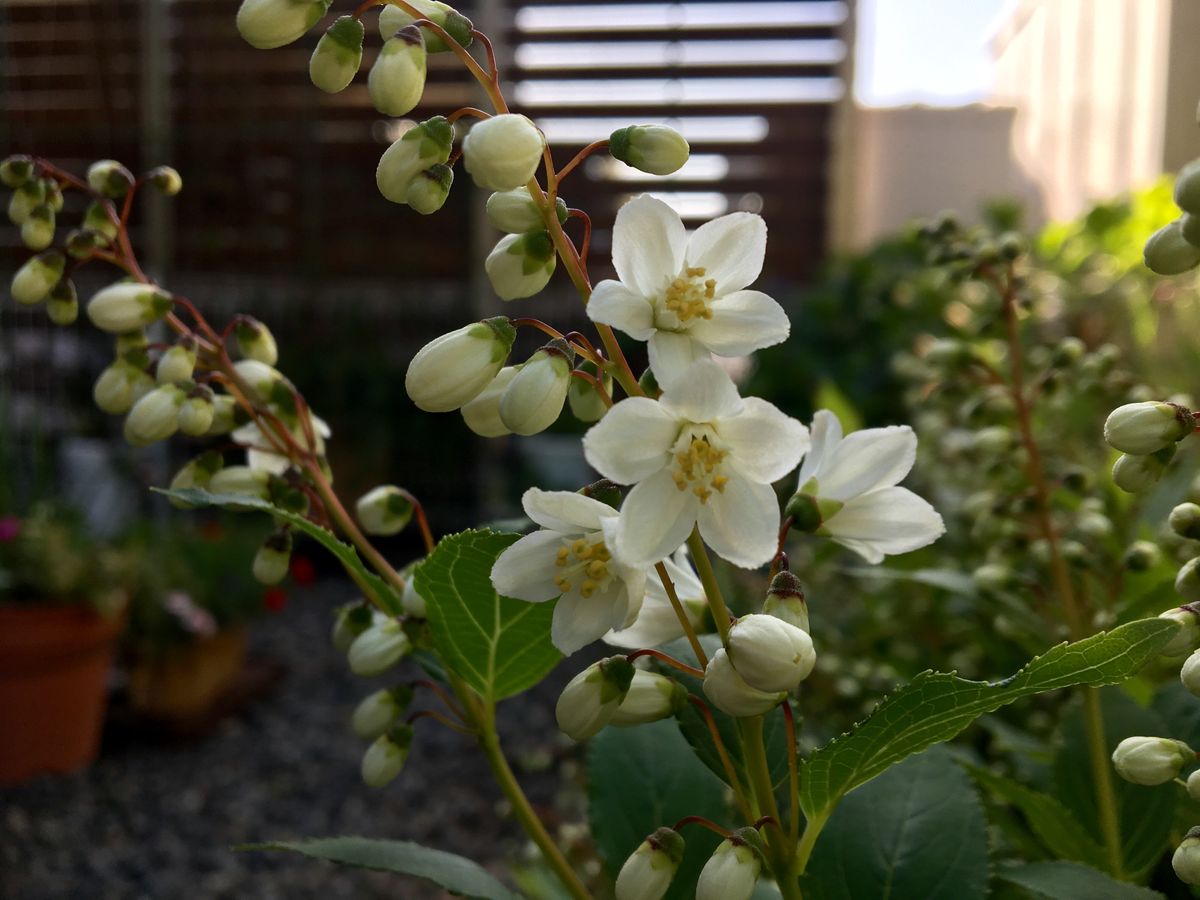 ヒメウツギ 開花しました❣️💕