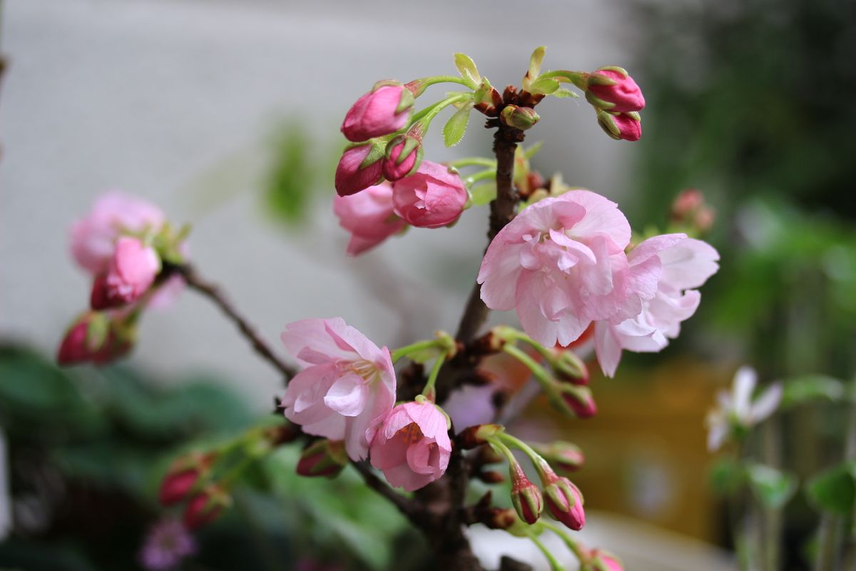 小鉢の桜も満開