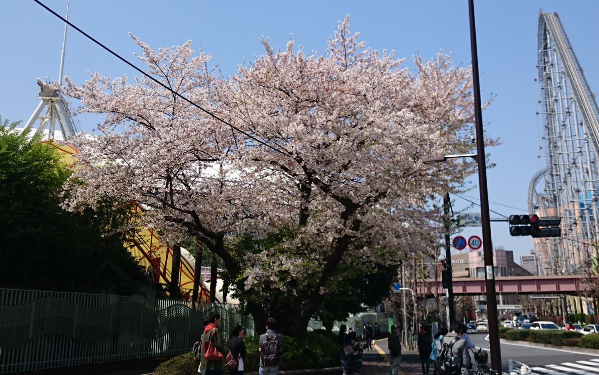 ご近所観桜