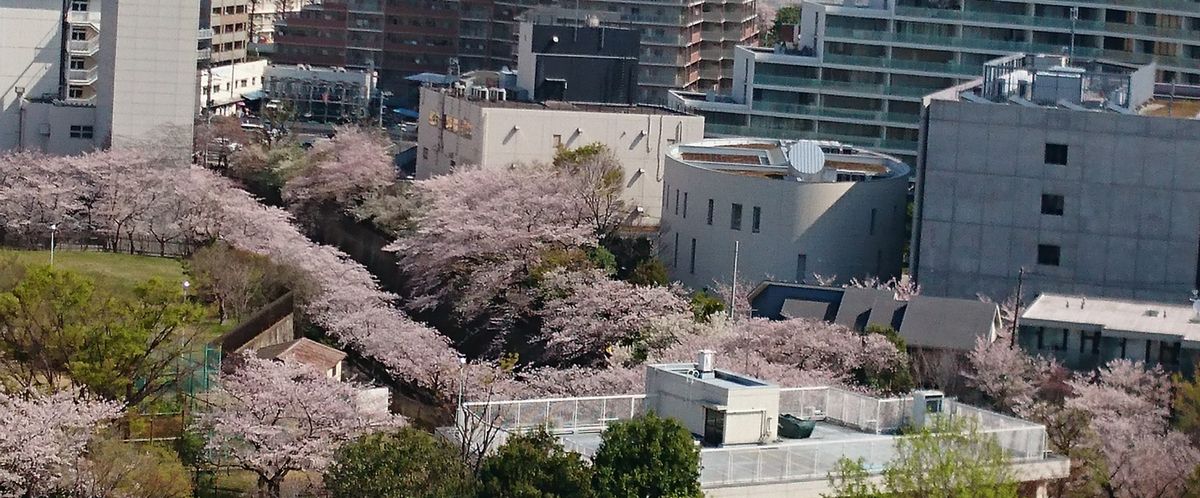 ご近所観桜