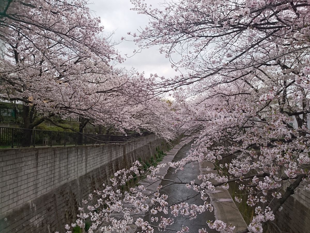 ご近所観桜