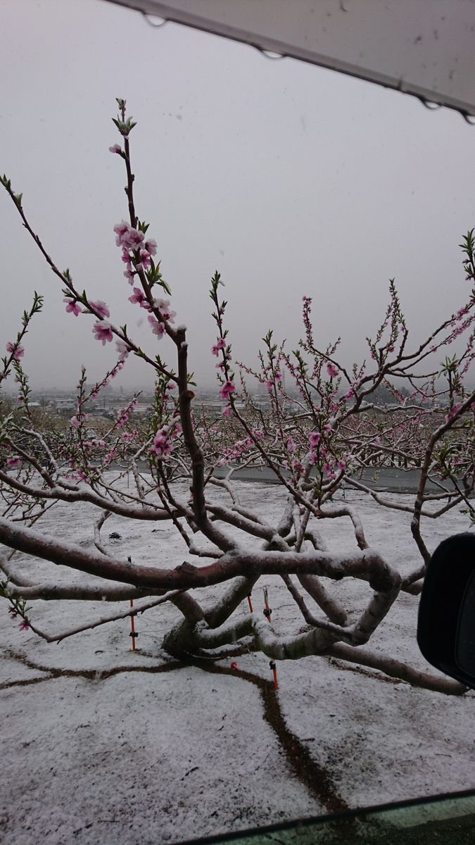 山梨も雪です❄️