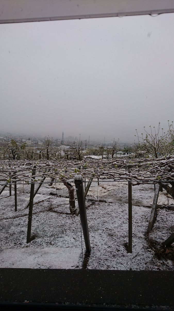 山梨も雪です❄️