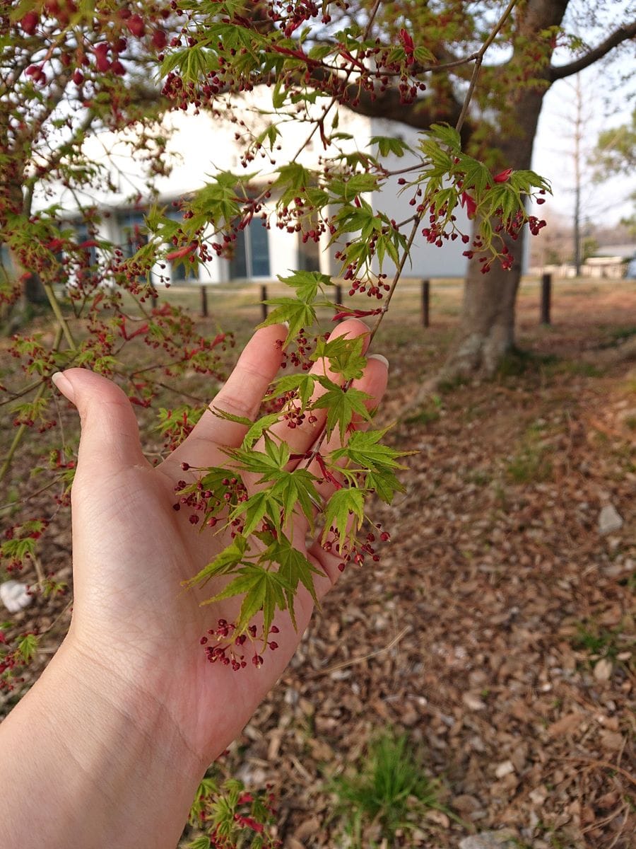 かわいい紅葉と春の散策