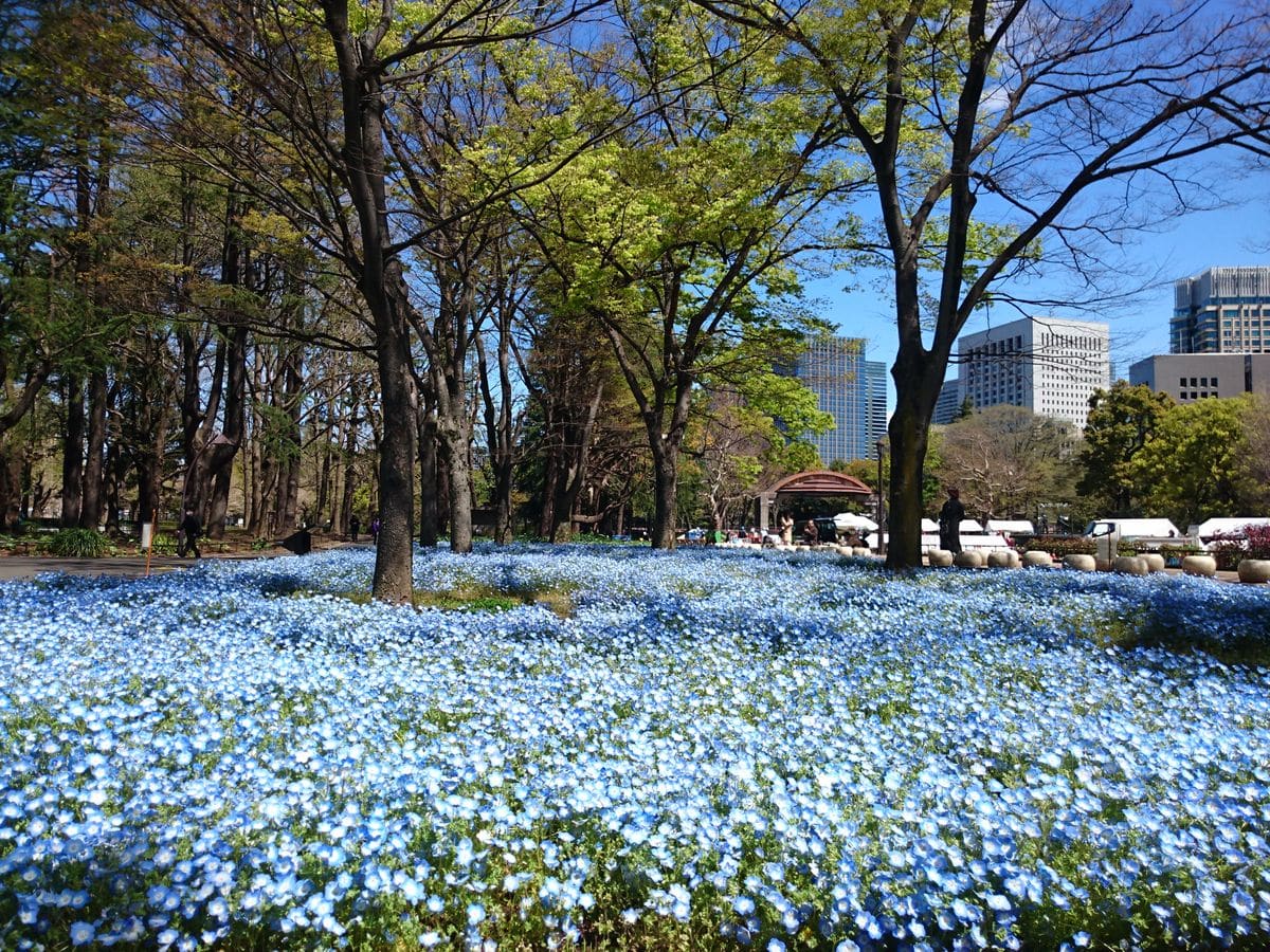 日比谷公園・ネモフィラとチューリップとバラ