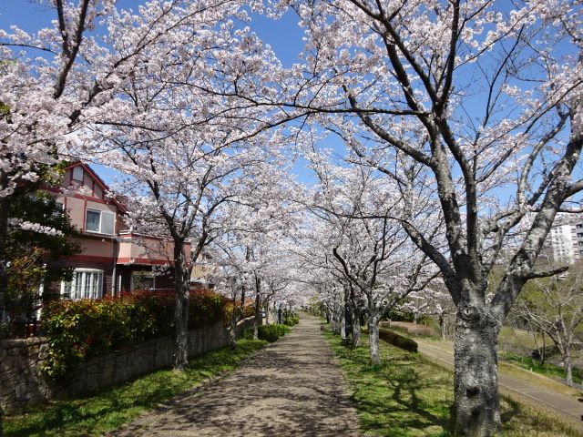 桜が満開[i:237]