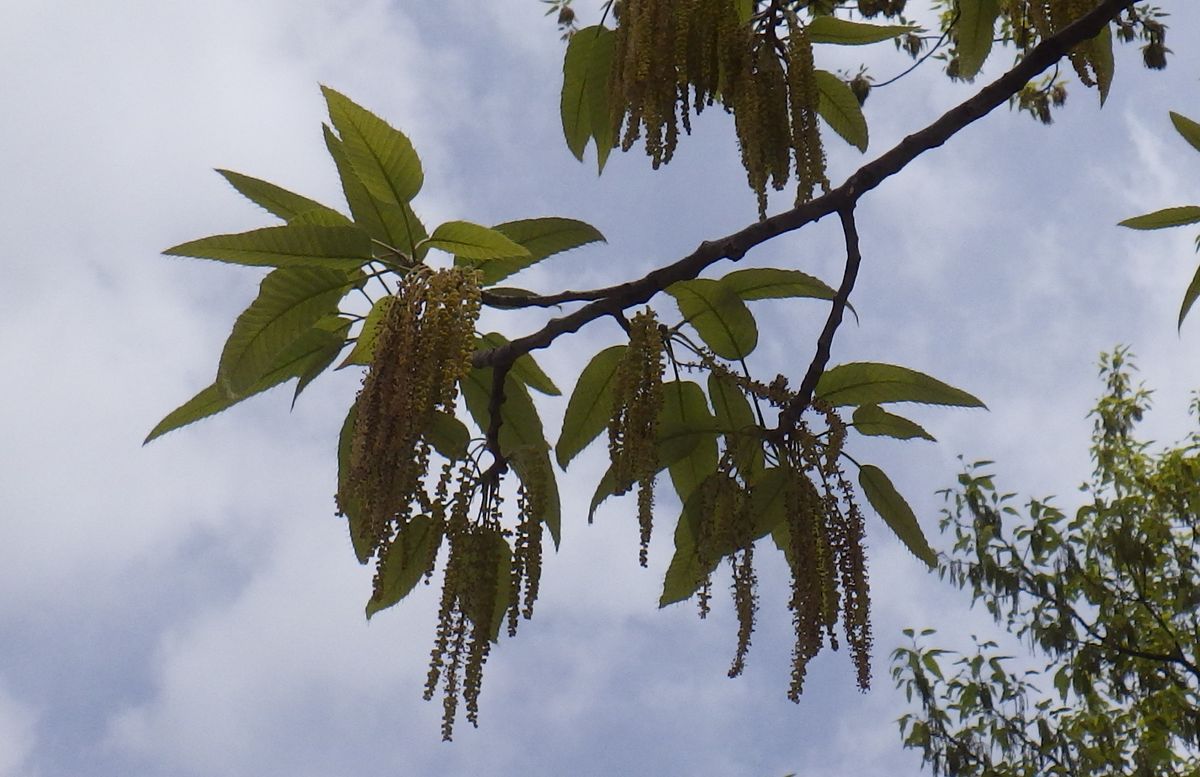 木の花を覚えよう  １２　クヌギ