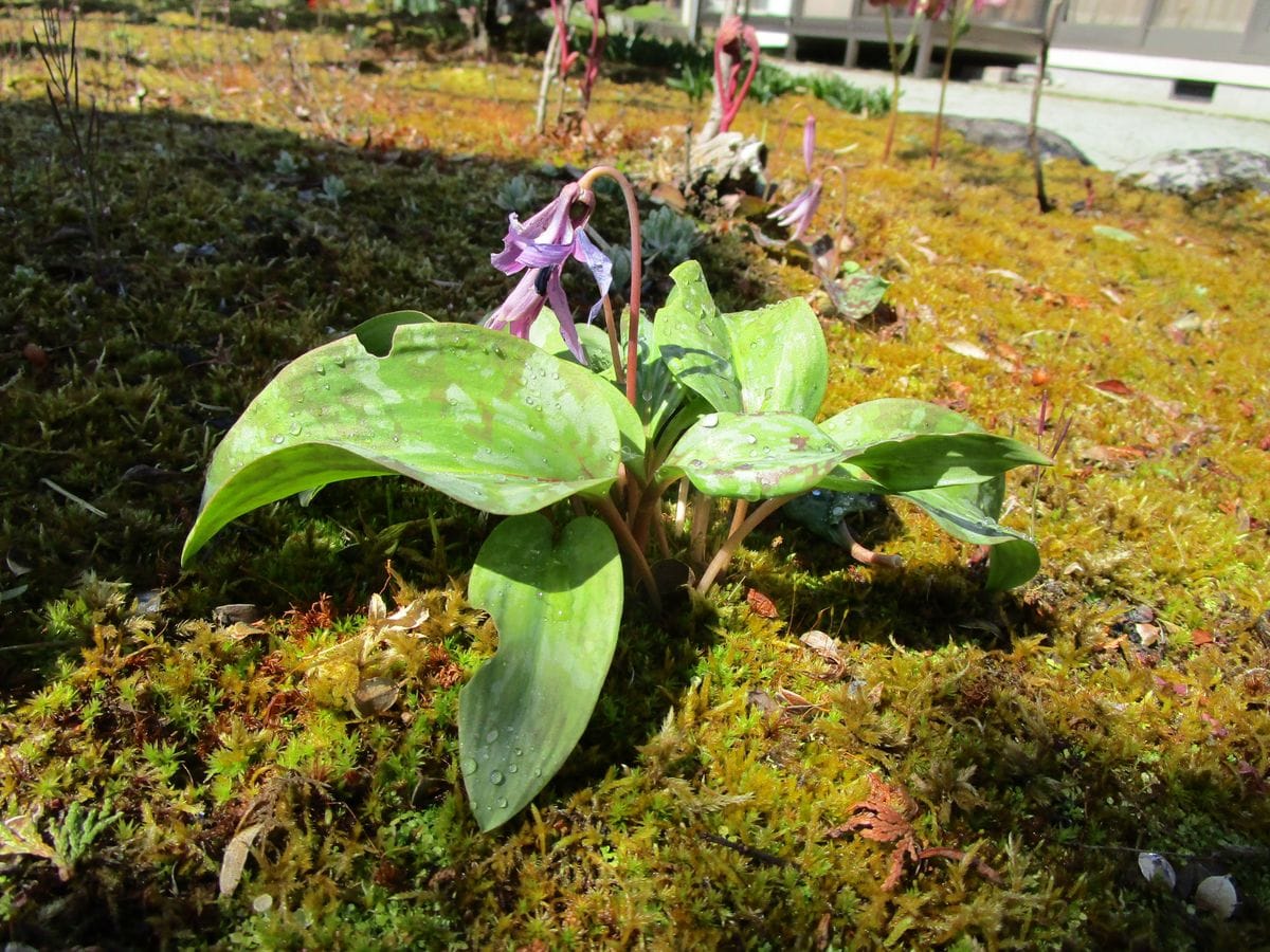 庭の草花たちは元気だね。