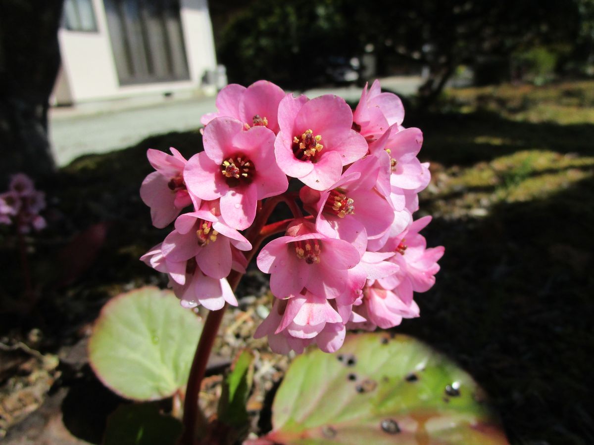 庭の草花たちは元気だね。