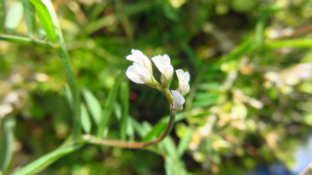 野草の🌸－スズメノエンドウ