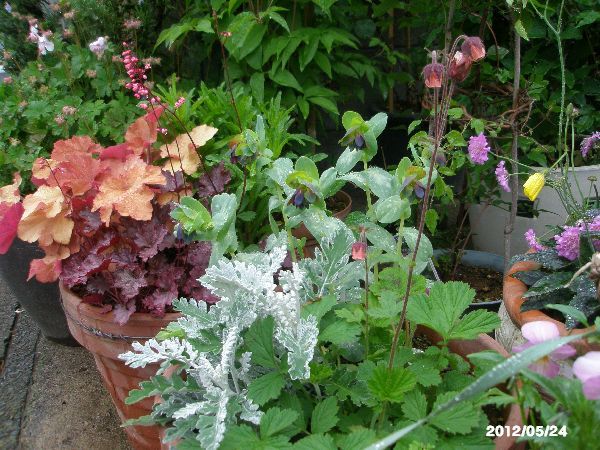 バラが一輪さいて、寄せ植えも綺麗になって。