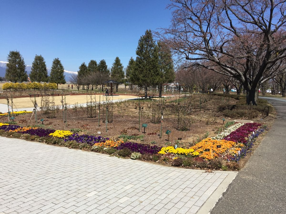 信州花フェスタ準備に参加してます！