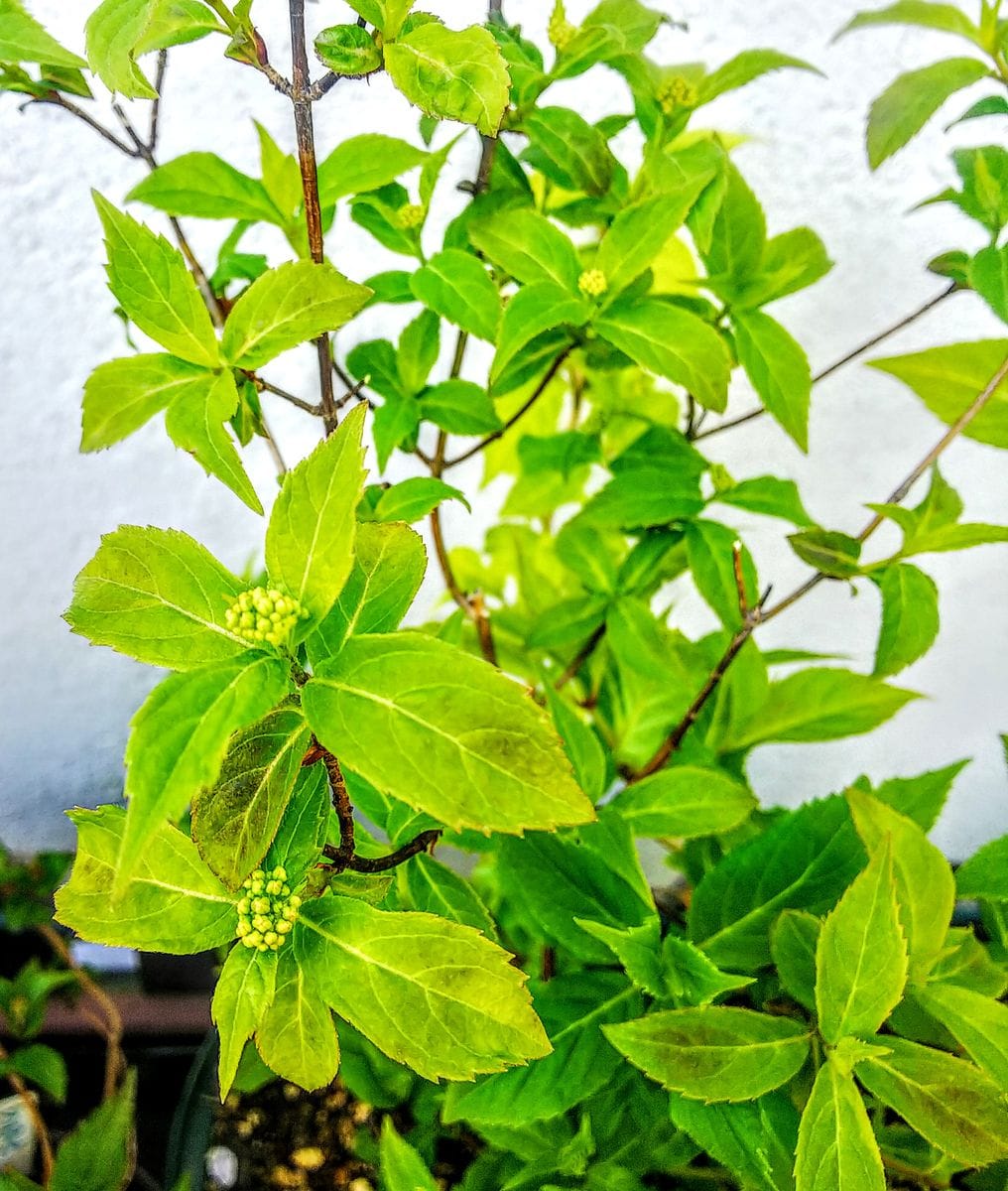 山紫陽花に花芽が出てきました🌿②