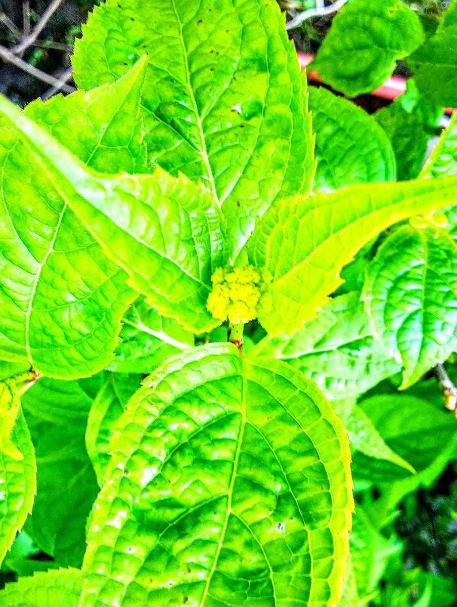 山紫陽花に花芽が出てきました🌿②