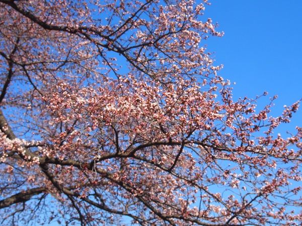 桜ツボミ♪