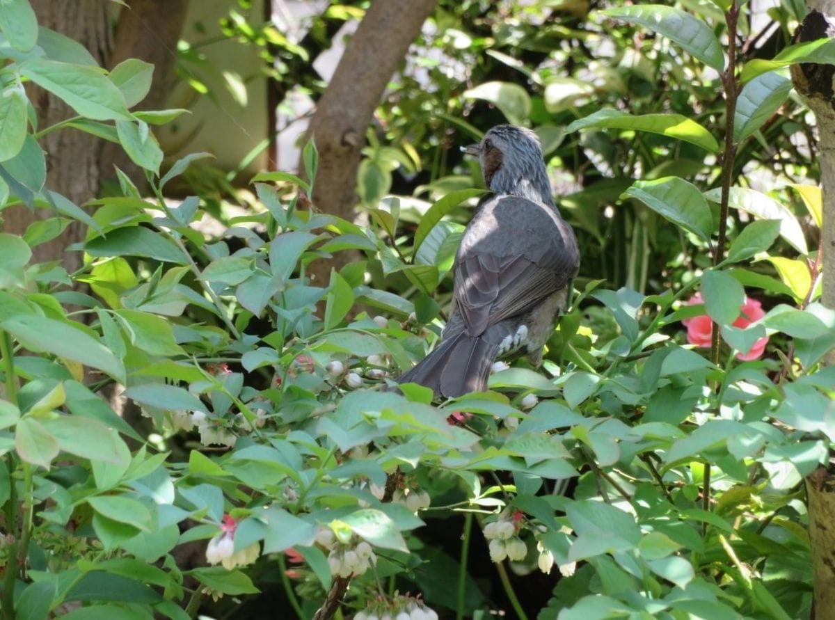 🐦珍客の訪れ