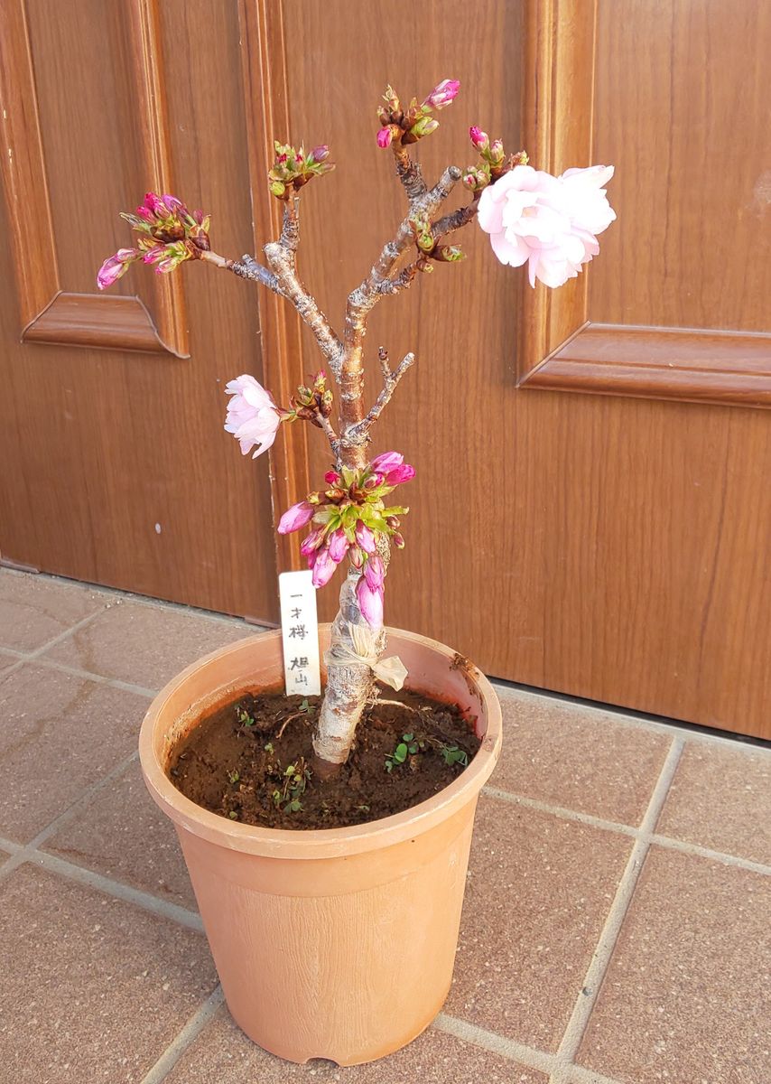 花盛り胡蝶蘭、一才桜、一才藤