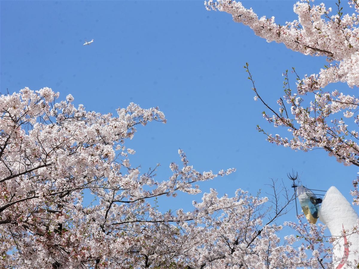 春の万博公園