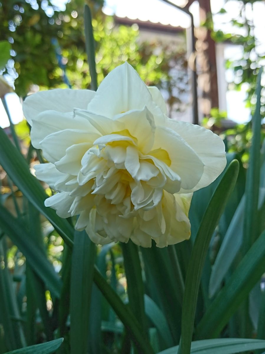 昨日の球根の花♪