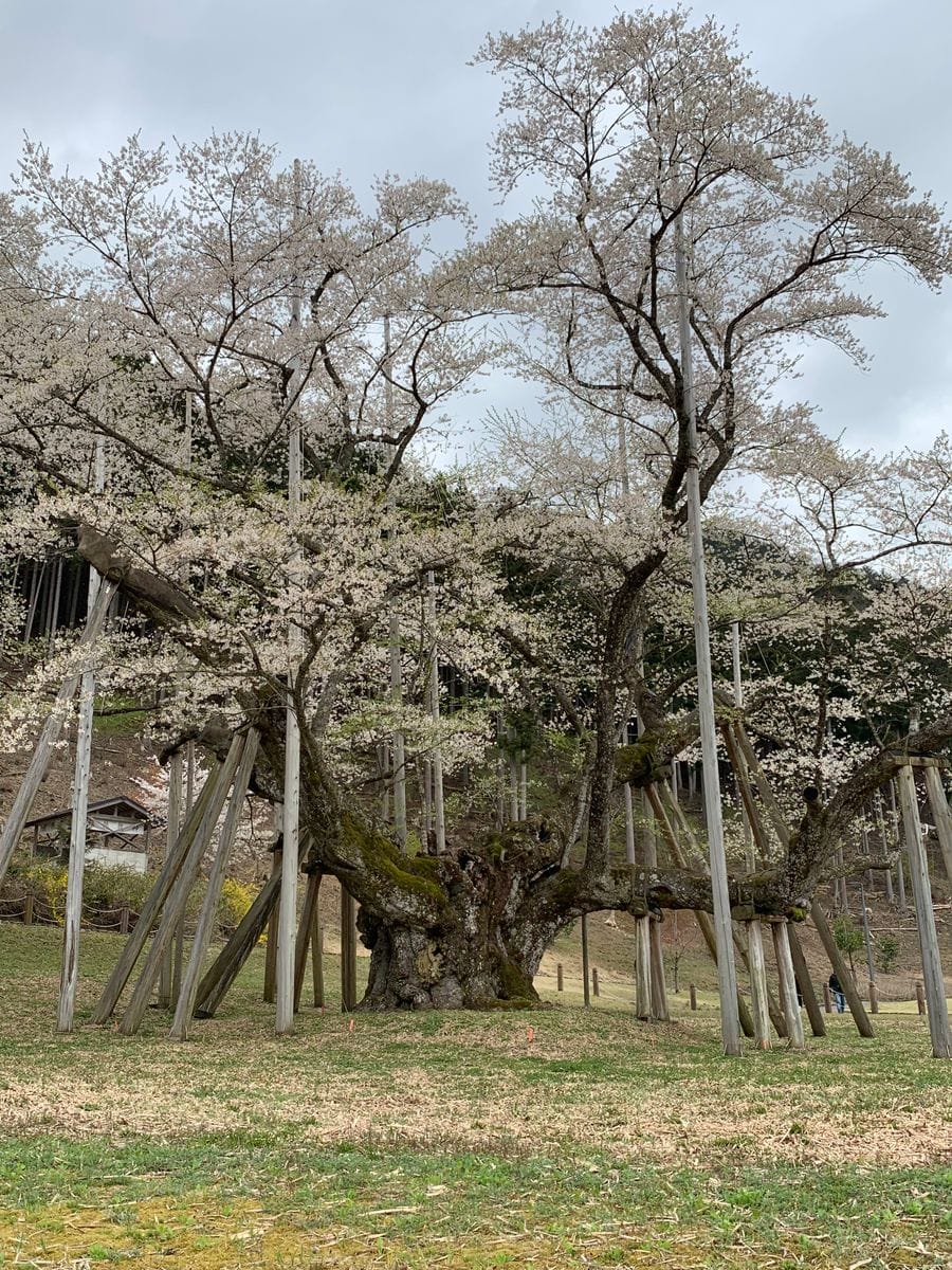 根尾谷淡墨桜