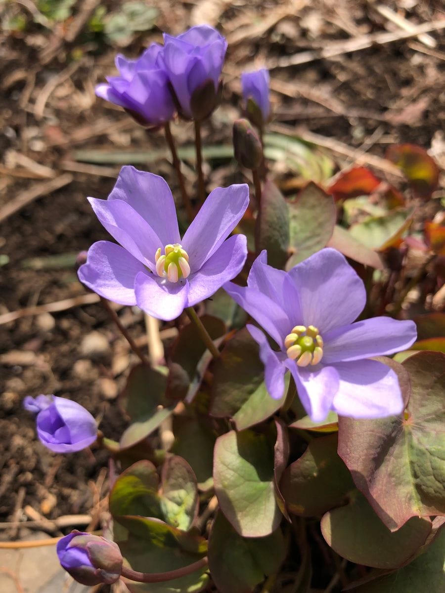 今年もご無事で何よりです〜山野草の芽吹き