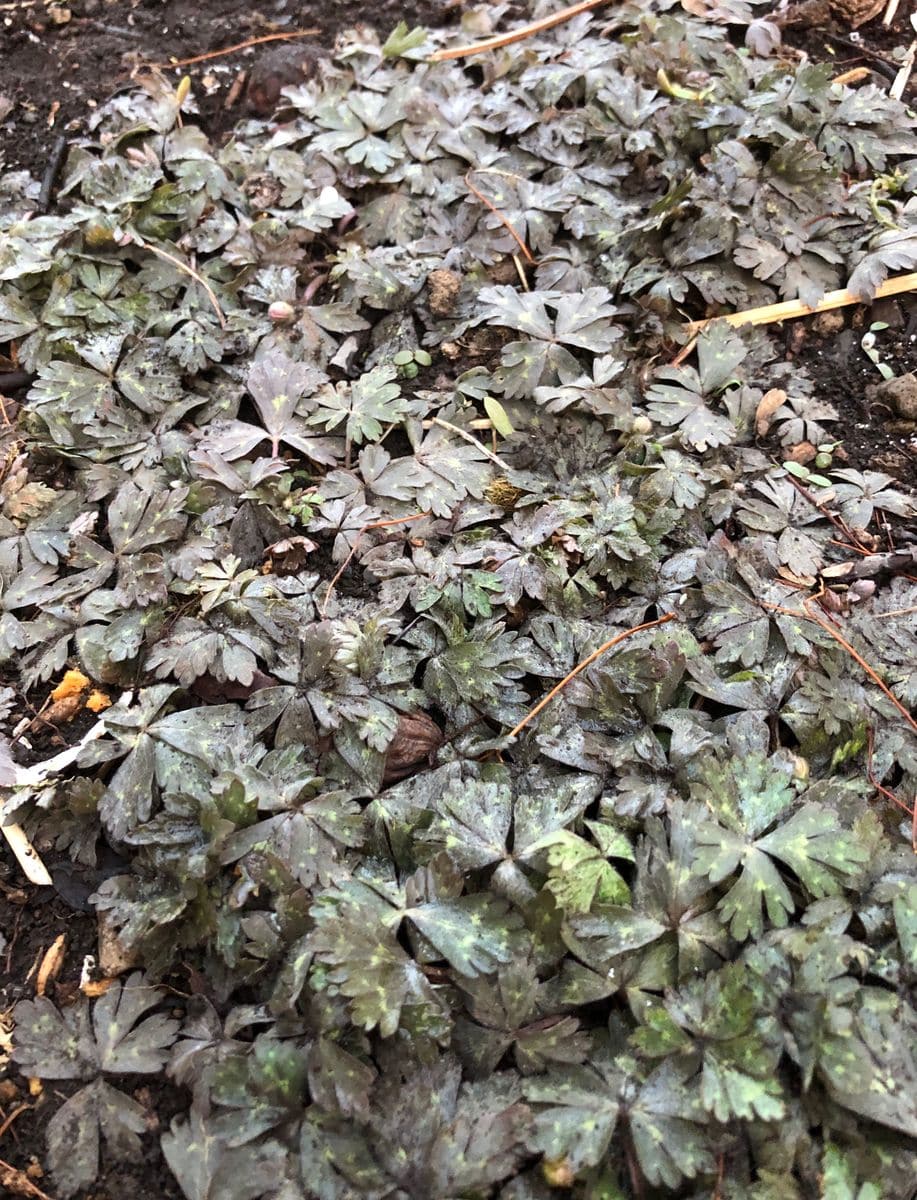 今年もご無事で何よりです〜山野草の芽吹き