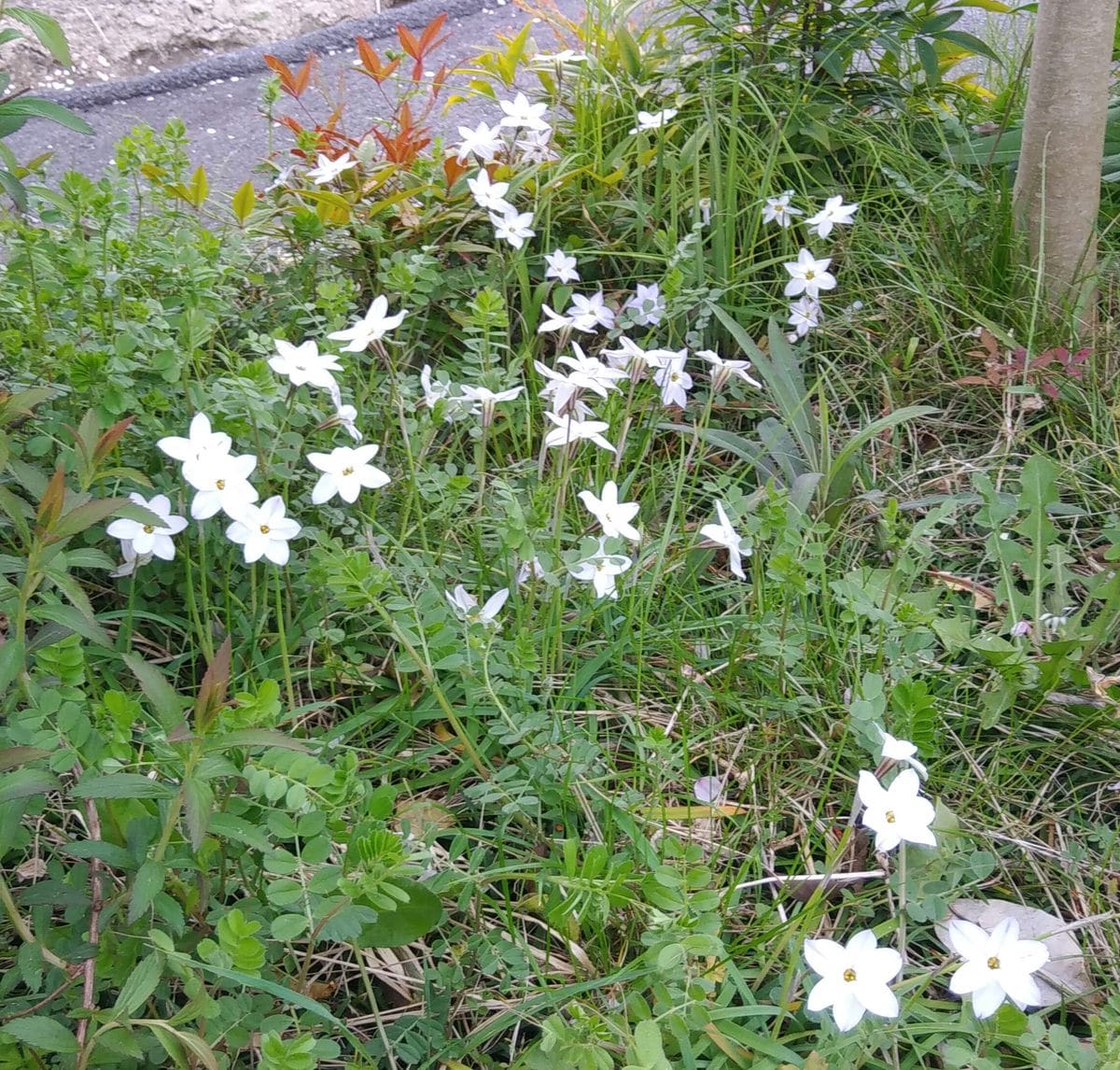 庭先の花💠