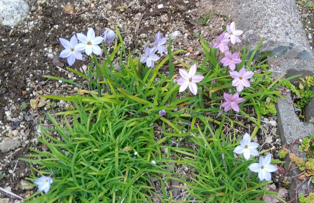 庭先の花💠