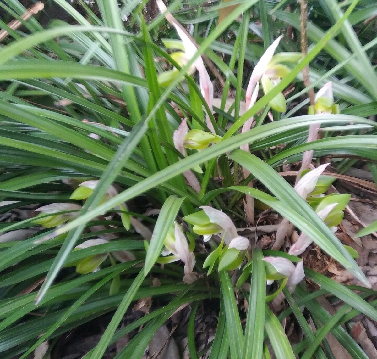 庭先の花💠