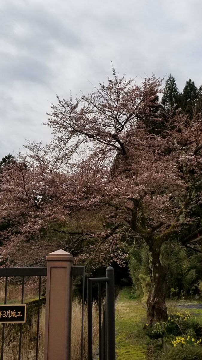 我が家も開花宣言～ソメイヨシノ！