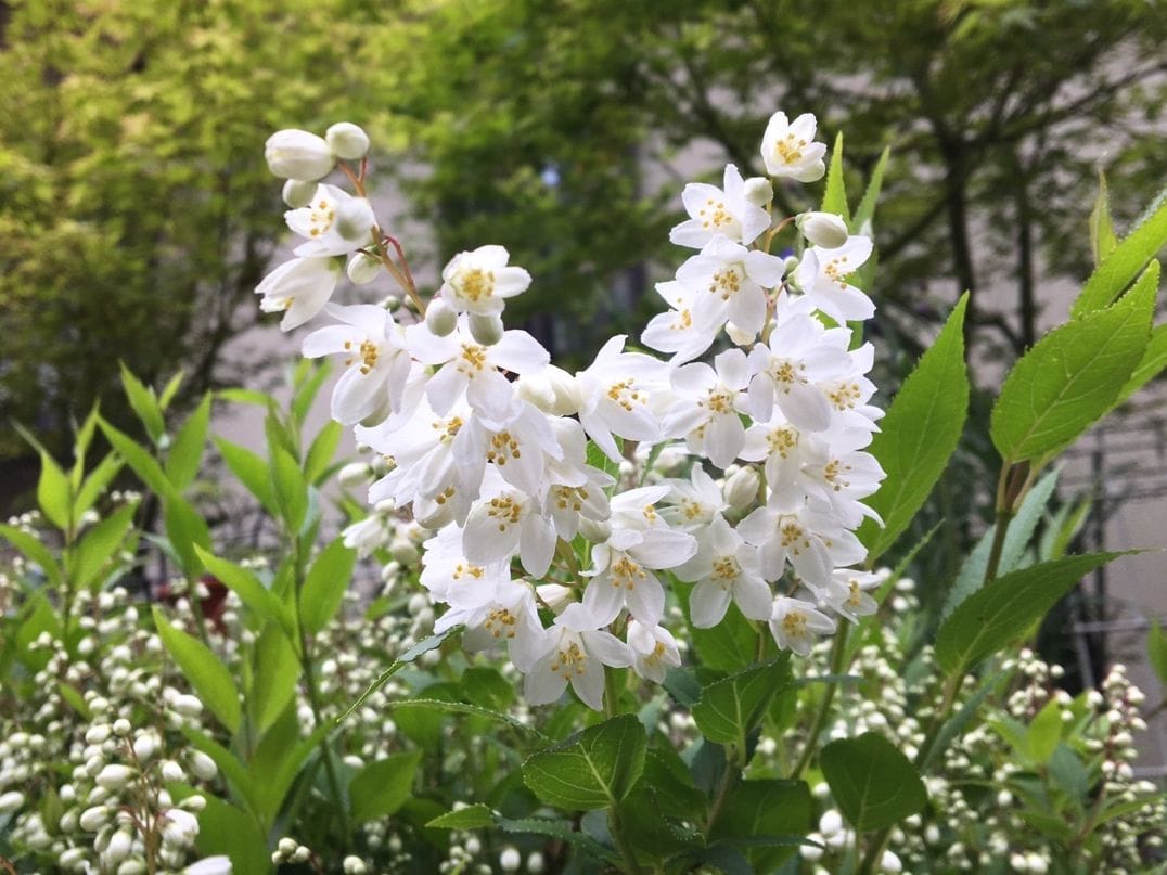 ヒメウツギが少しずつ開花しています