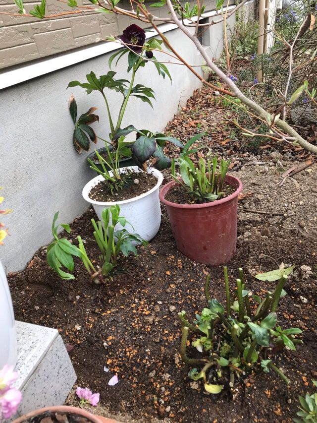 玄関横にクリロ用花壇