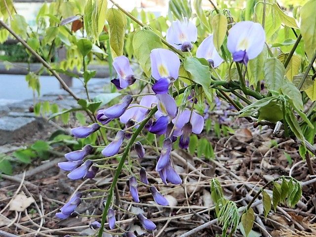 遊歩道の花達　⑥