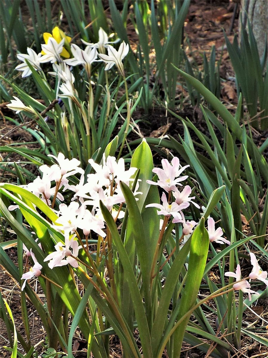 小花がいっぱいの芝地