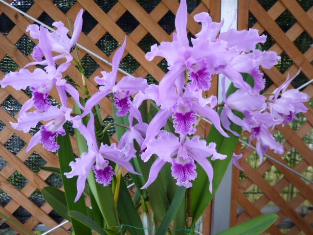 C.lobata fma.coerulea