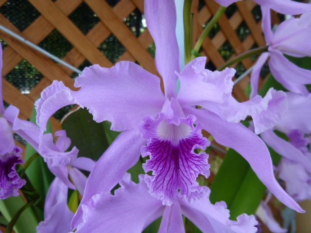 C.lobata fma.coerulea