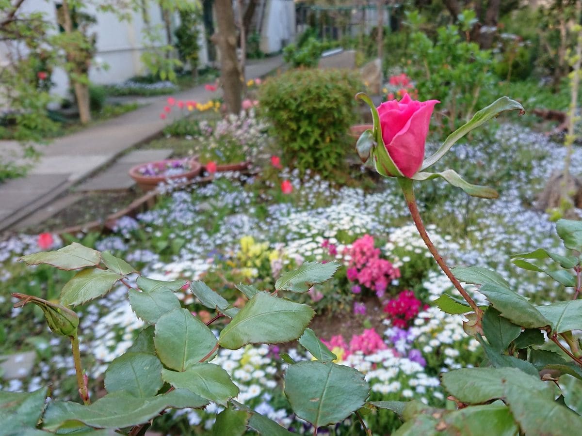 花便り・・・開港広場公園