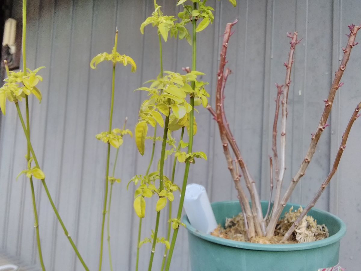 今日の庭の花たち💞