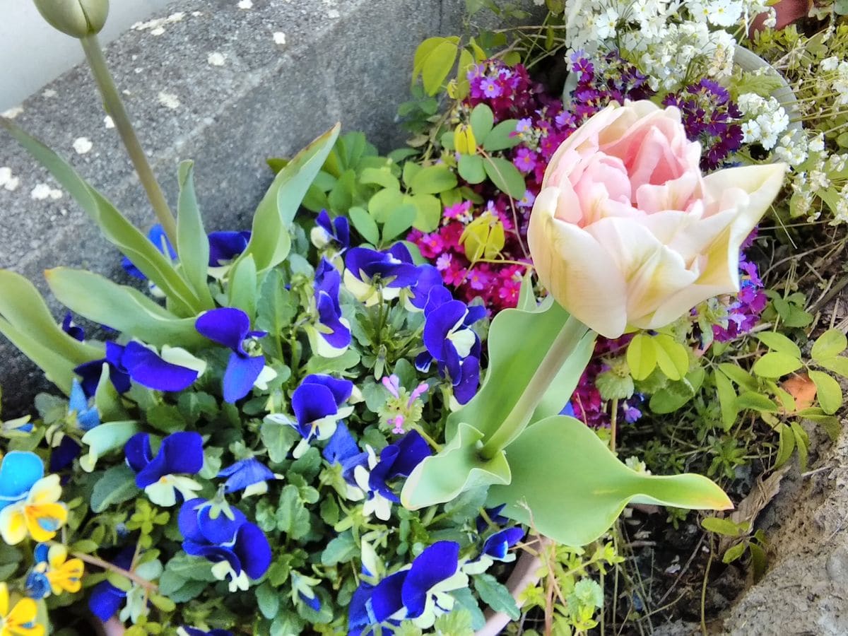 今日の庭の花たち💞