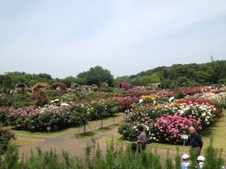 京成バラ園に行きました