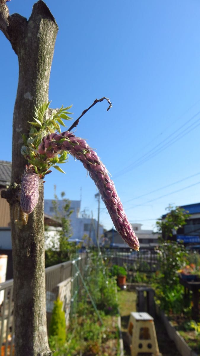 藤一本立ち一年生