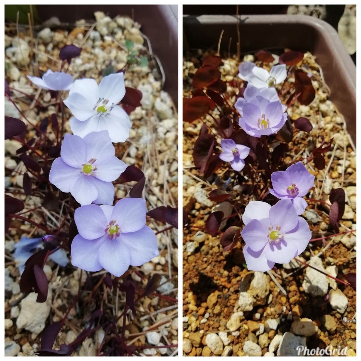 雪割草の花びらに～