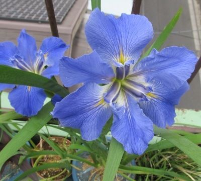 オーニソガラム　実生開花